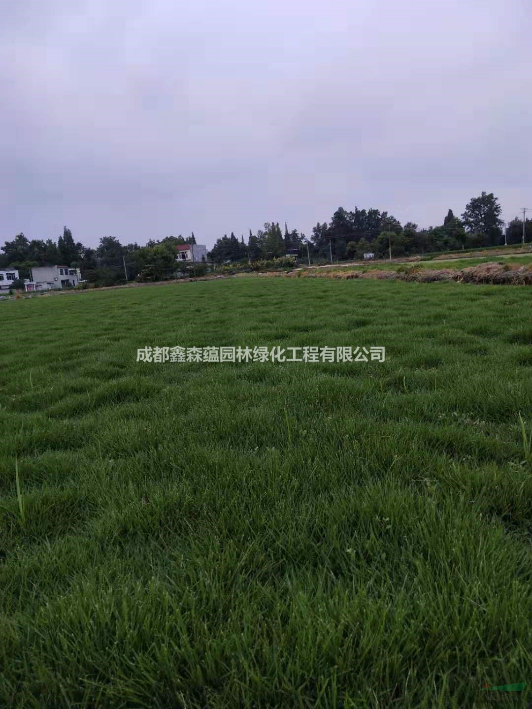 百慕大批發(fā)基地 果嶺草基地 百慕大草坪基地 百慕大草皮價格