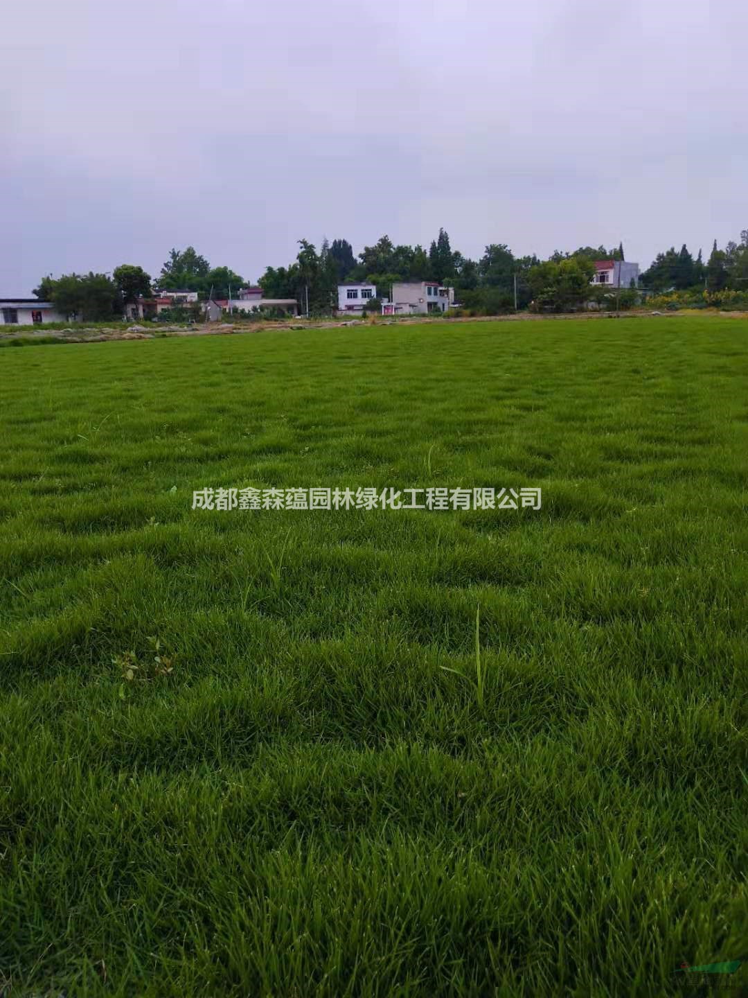 果嶺草批發(fā)基地 果嶺草草坪基地 果嶺草價格 成都果嶺草基地