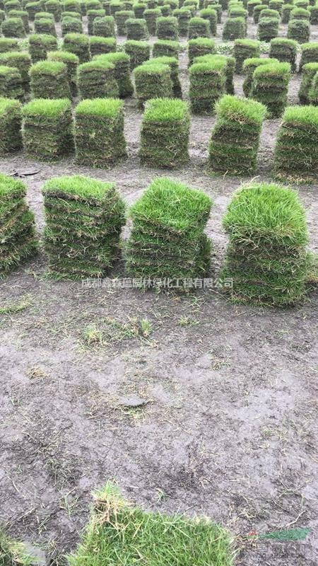 高羊茅批發(fā)基地 高羊茅草坪基地 高羊茅工程苗 高羊茅價格