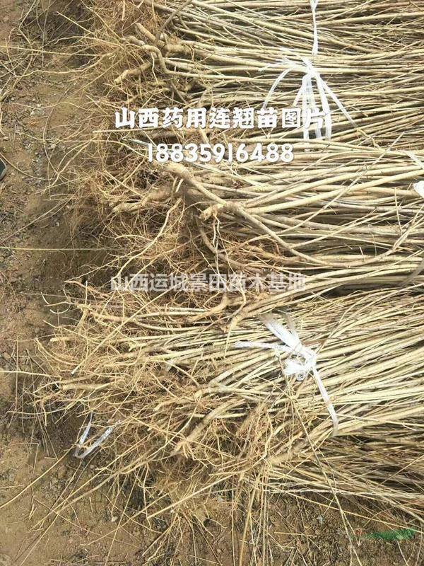 连翘生长习性，形态特征，主要用途，种植连翘环境要求