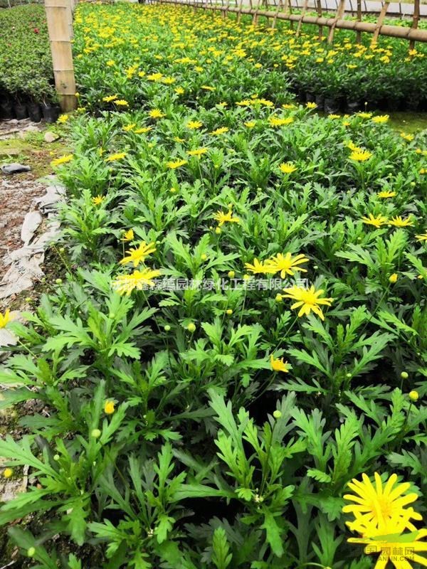 木春菊基地 木春菊工程苗 木春菊小苗基地 木春菊批發(fā)基地