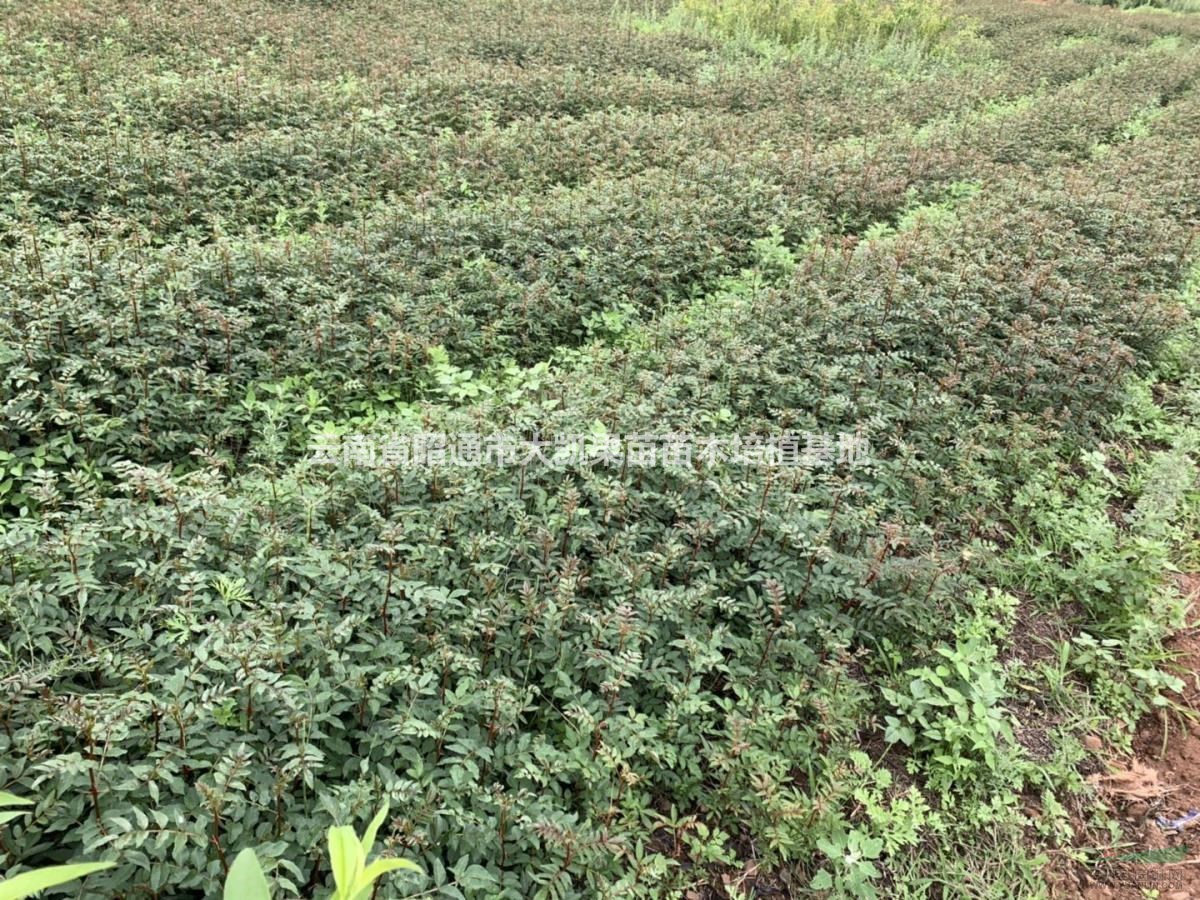 涼山州花椒苗直供、涼山州花椒苗批發(fā)、涼山州花椒苗大紅袍、涼山