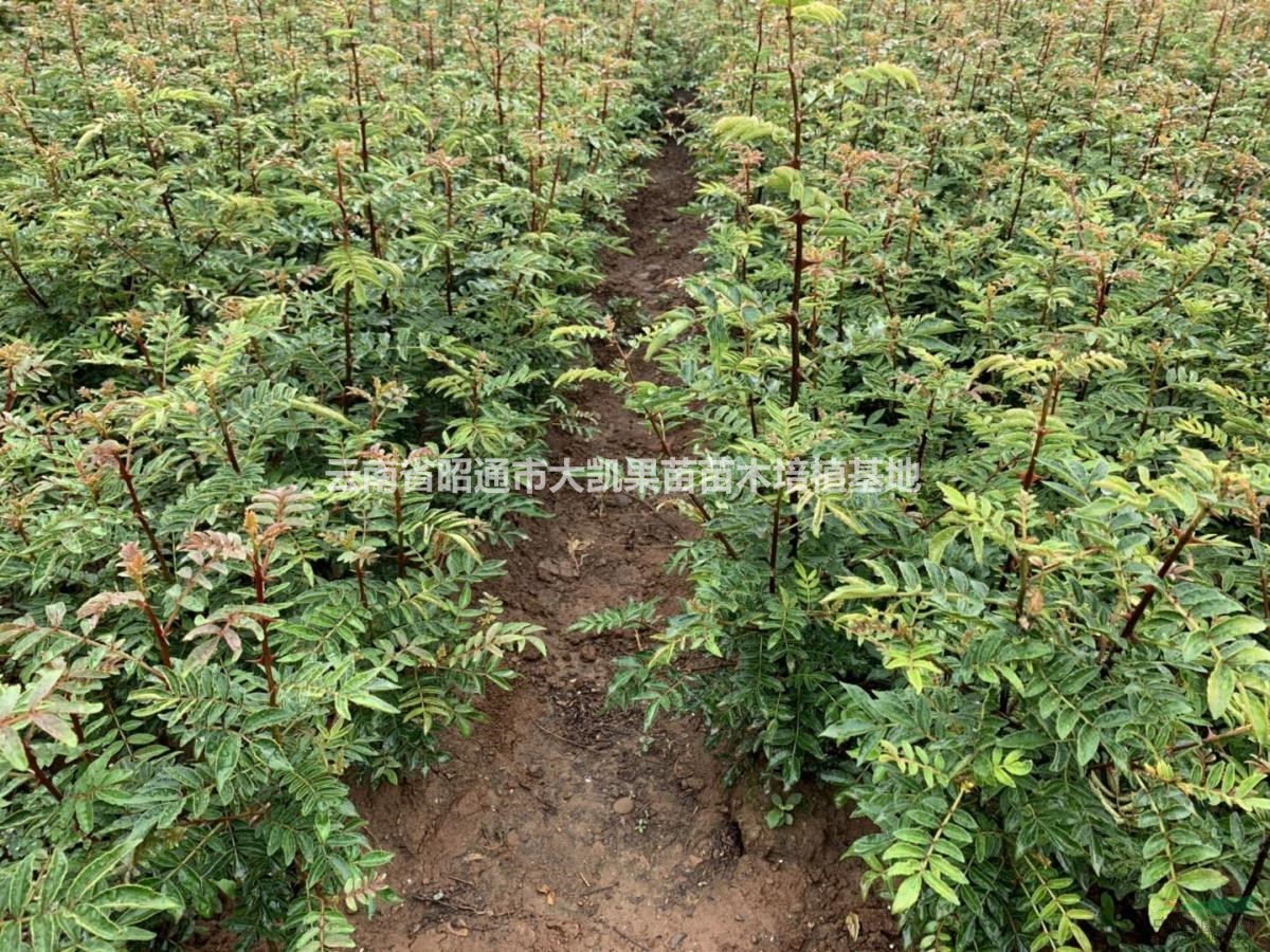 涼山州花椒苗直供、涼山州花椒苗批發(fā)、涼山州花椒苗大紅袍、涼山