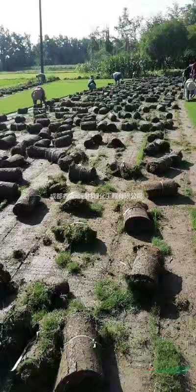 剪股穎草坪基地 剪股穎草坪價(jià)格 剪股穎草坪批發(fā)基地