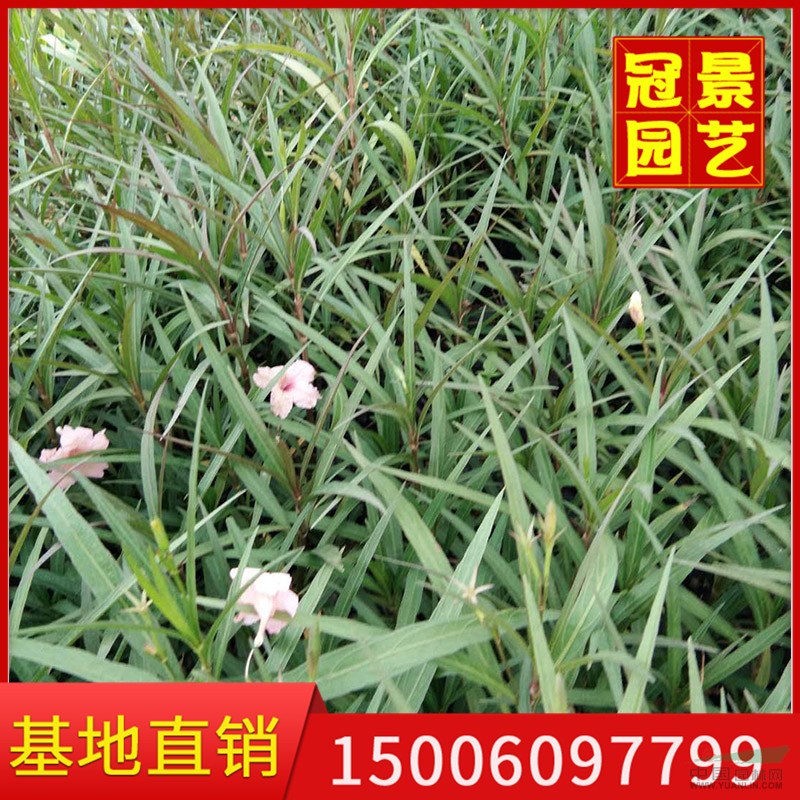 福建紫花翠蘆莉批發(fā)價(jià)格便宜 漳州紫花翠蘆莉可以零售 盆景價(jià)格