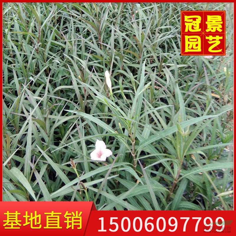 福建紫花翠蘆莉批發(fā)價(jià)格便宜 漳州紫花翠蘆莉可以零售 盆景價(jià)格