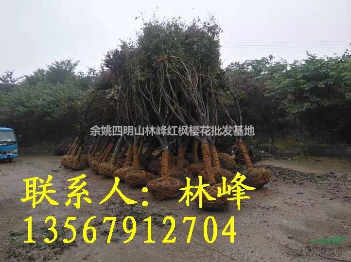 浙江红枫哪里多