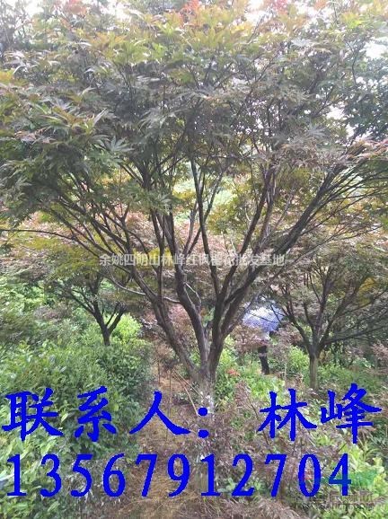 浙江红枫哪里多