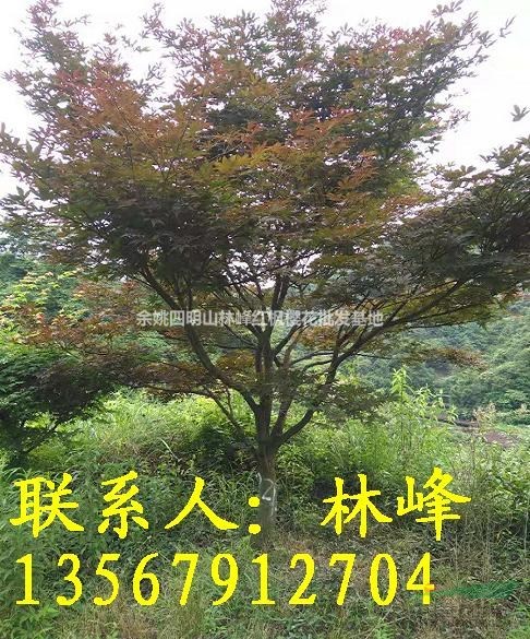 浙江红枫哪里多