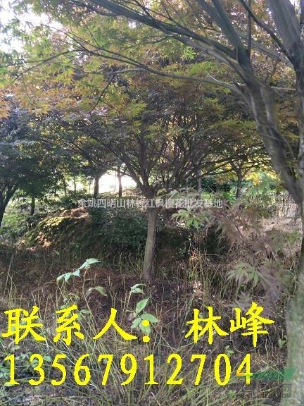 浙江红枫哪里好