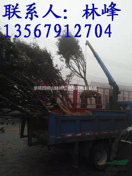 浙江红枫哪里好