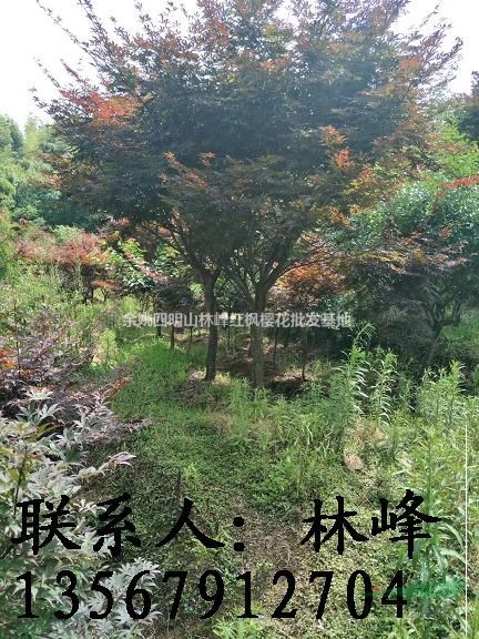 浙江红枫哪里好