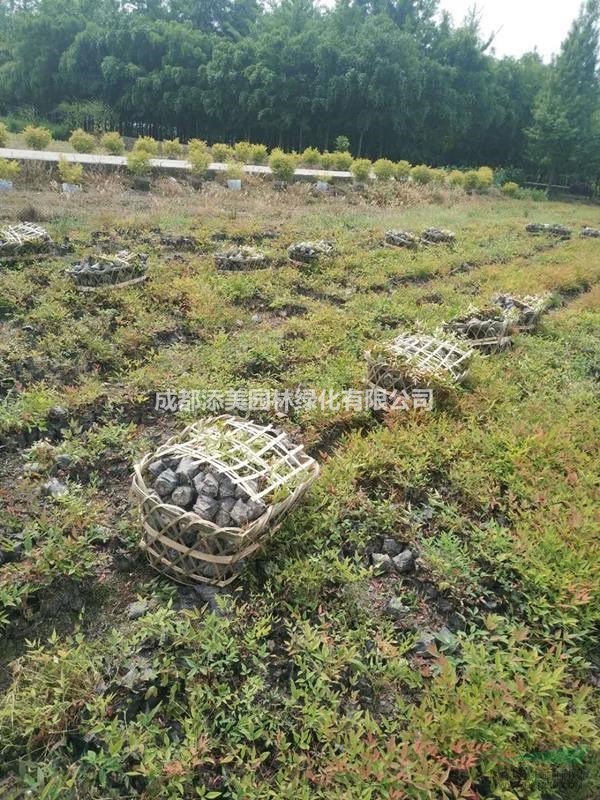 蘭天竹小苗價格 25公分高蘭天竹 蘭天竹批發(fā)基地 