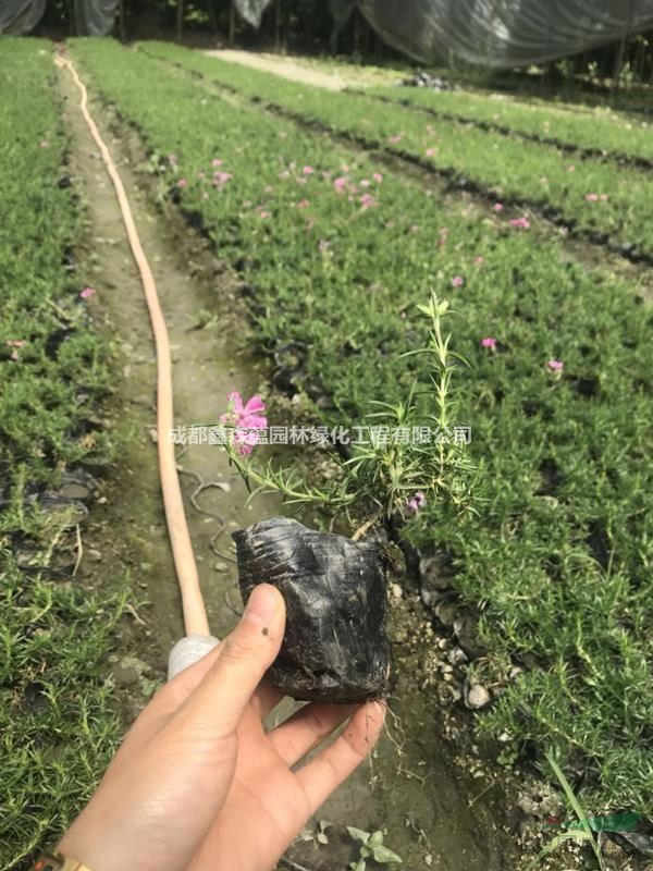 會開花的草坪 歐石竹批發(fā)基地 歐石竹基地 開花草坪基地