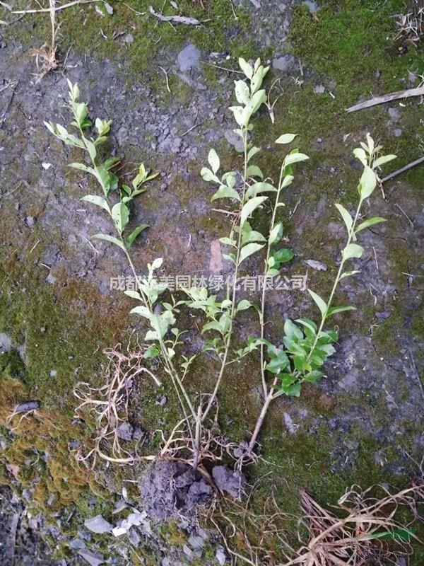 金葉女貞1.2毛錢處理價格 金葉女貞小苗基地低價出售