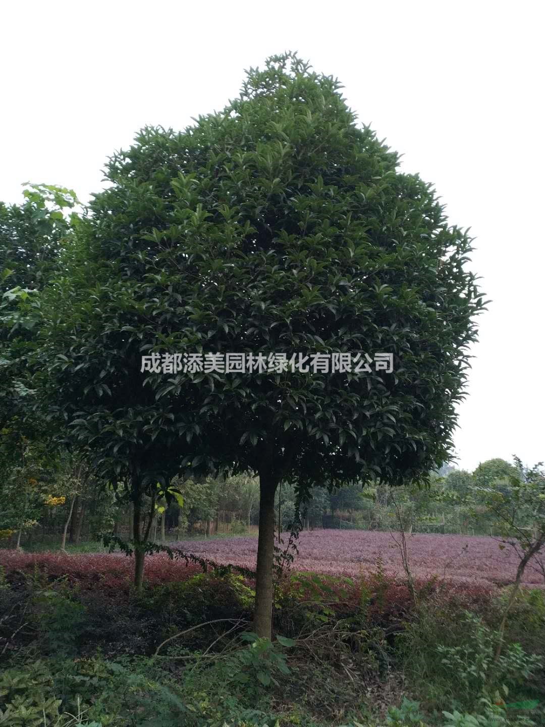 12公分高分支桂花價(jià)格 1.4米以上分支桂花價(jià)格 高分支桂花