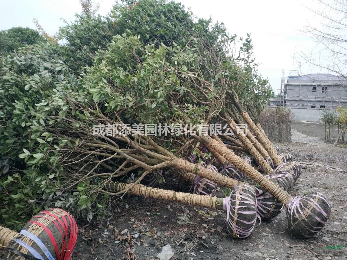 12公分高分支桂花價(jià)格 1.4米以上分支桂花價(jià)格 高分支桂花
