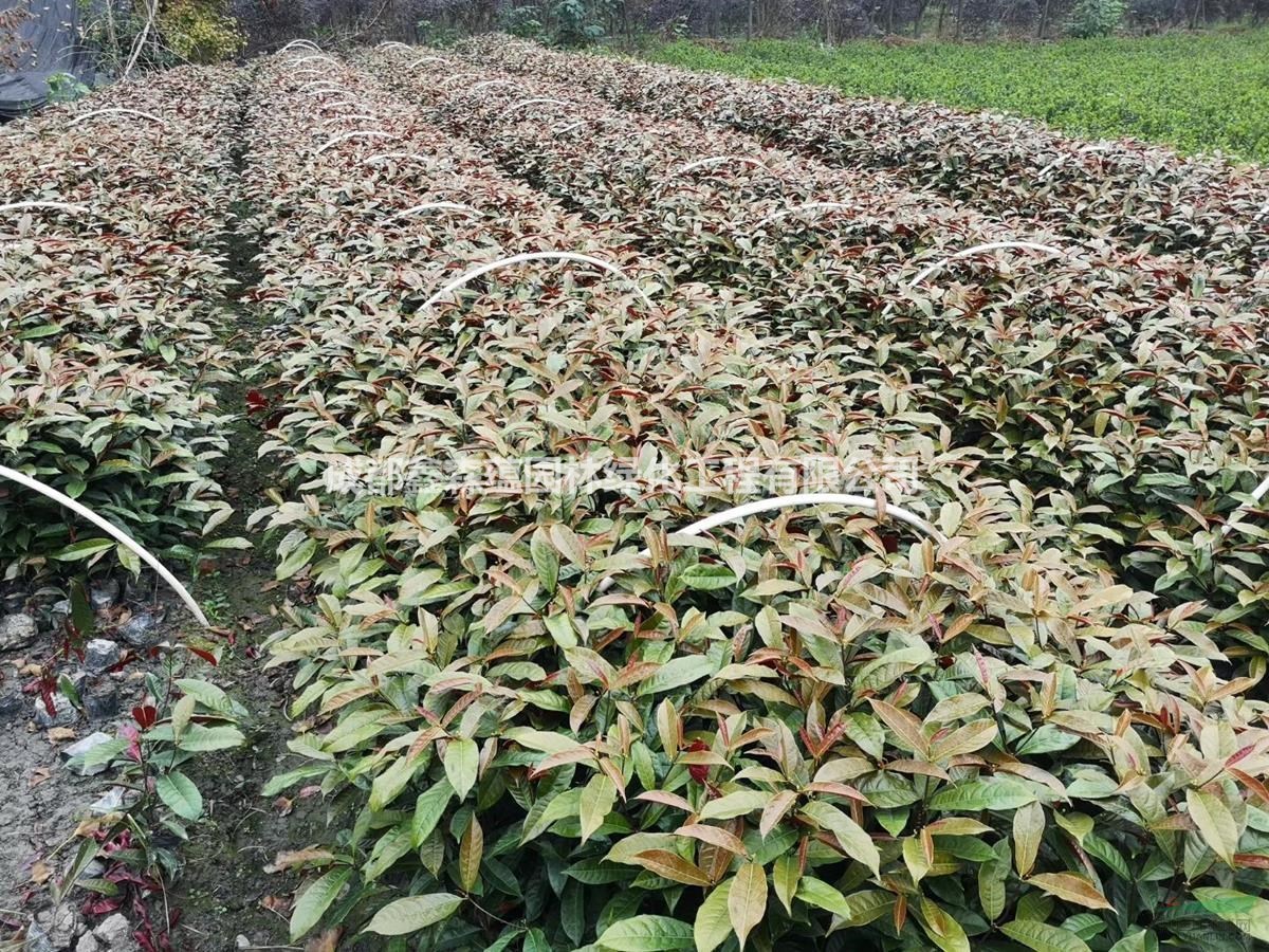 紅背桂批發(fā)基地 紅背桂基地 紅背桂工程苗 批發(fā)紅背桂