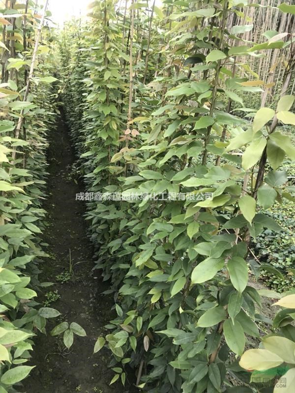 油麻藤批發(fā)基地 油麻藤基地 油麻藤工程苗 批發(fā)油麻藤