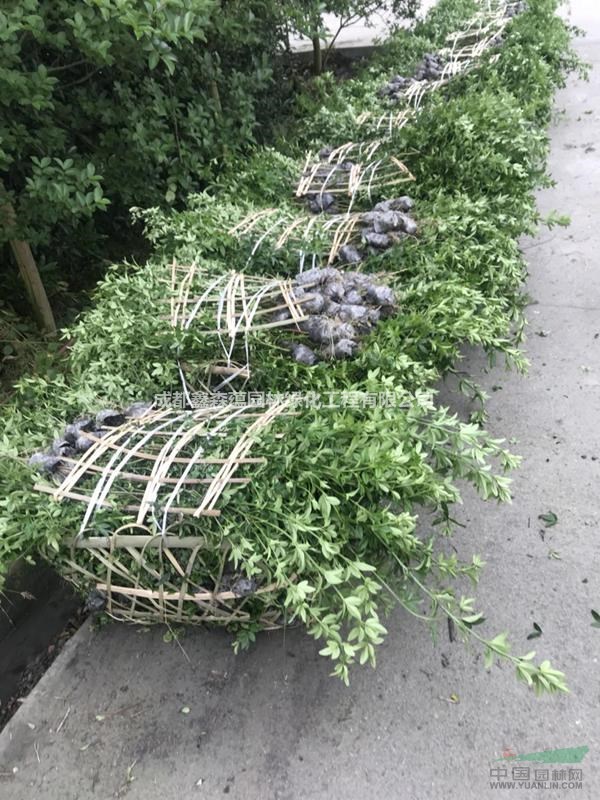 迎春批發(fā)基地 迎春基地 成都迎春小苗 迎春工程苗 迎春價格