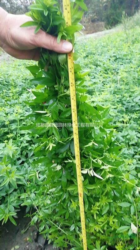 迎春批發(fā)基地 迎春基地 成都迎春小苗 迎春工程苗 迎春價格