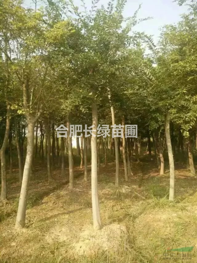 供應(yīng)精品樸樹，烏桕，三角楓，榔榆，黃連木，無(wú)患子，銀杏