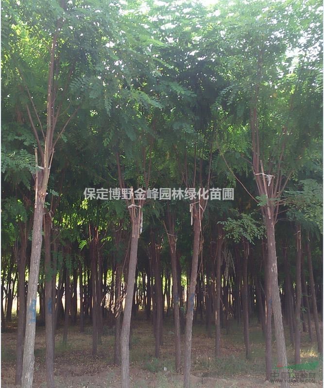 河北紅花槐 紅花刺槐價(jià)格 紅花刺槐基地