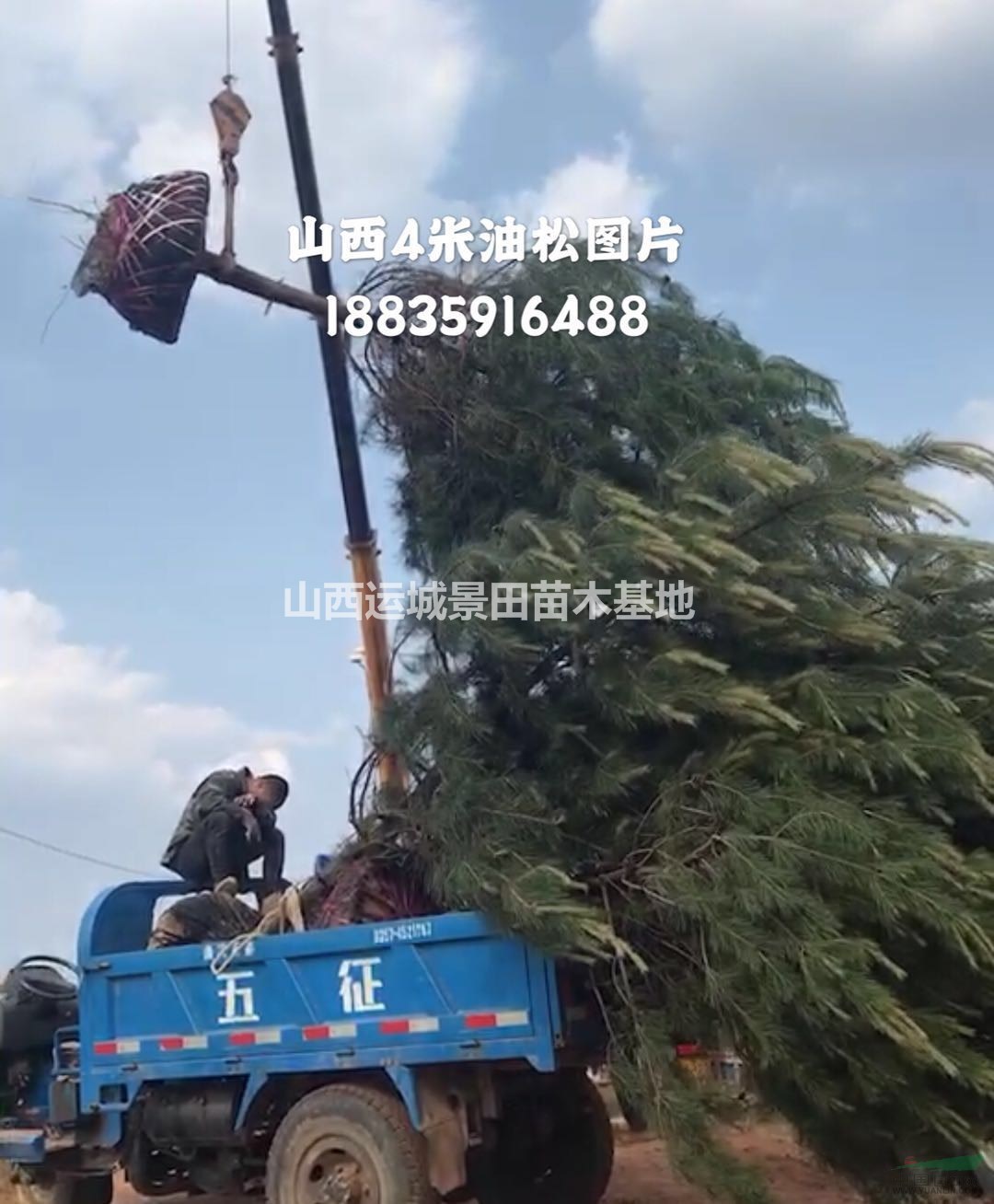 供應(yīng)油松產(chǎn)地·3-4米油松價(jià)格·4-5米油松多少錢(qián)
