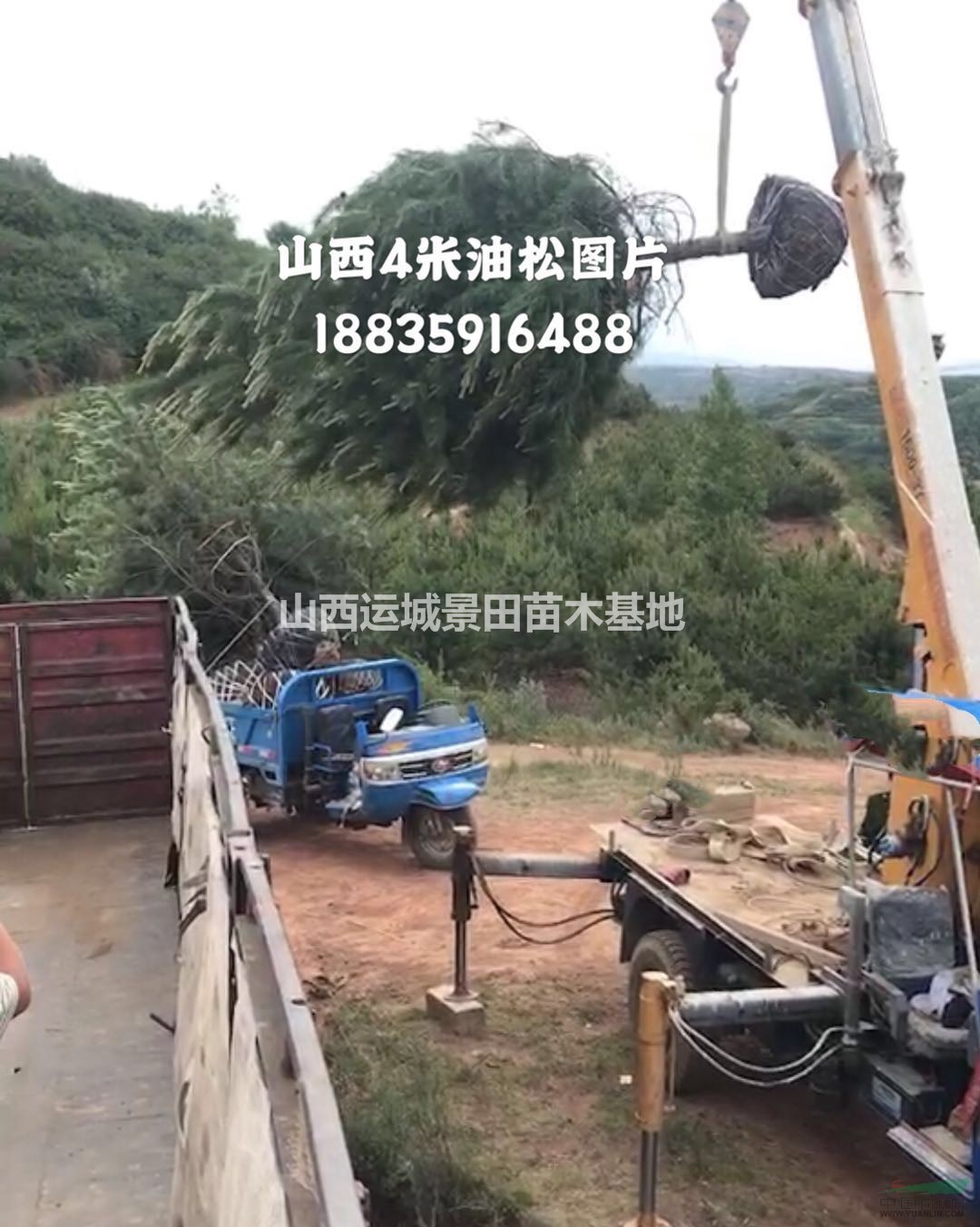 4米油松市場(chǎng)價(jià)格·4米油松批發(fā)報(bào)價(jià)·4米油松單價(jià)供應(yīng)