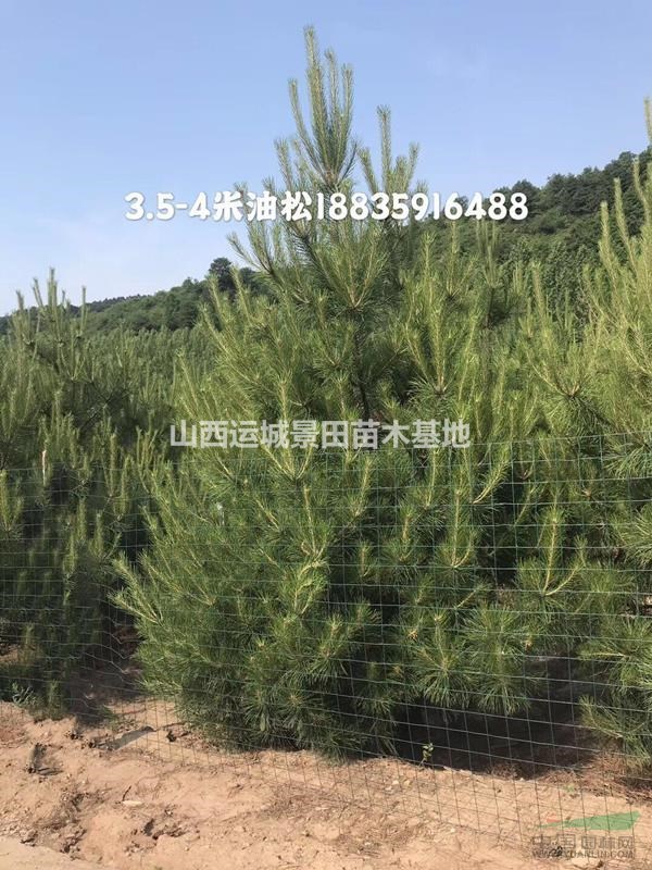 4米油松市場(chǎng)價(jià)格·4米油松批發(fā)報(bào)價(jià)·4米油松單價(jià)供應(yīng)