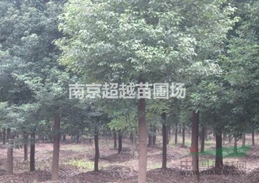 香樟|南京香樟價(jià)格|香樟單株價(jià)格是多少