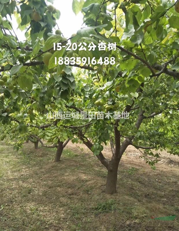 杏樹產地在哪里？山西杏樹種植基地？杏樹產地詳情介紹