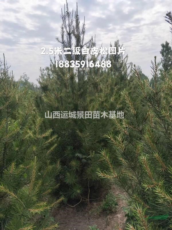 白皮松產地在哪里？山西白皮松種植基地？白皮松產地詳情