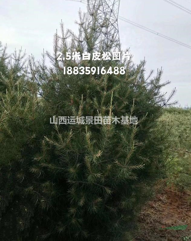 白皮松產地在哪里？山西白皮松種植基地？白皮松產地詳情