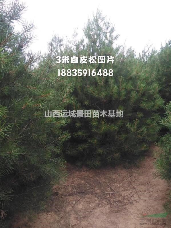 白皮松產地在哪里？山西白皮松種植基地？白皮松產地詳情