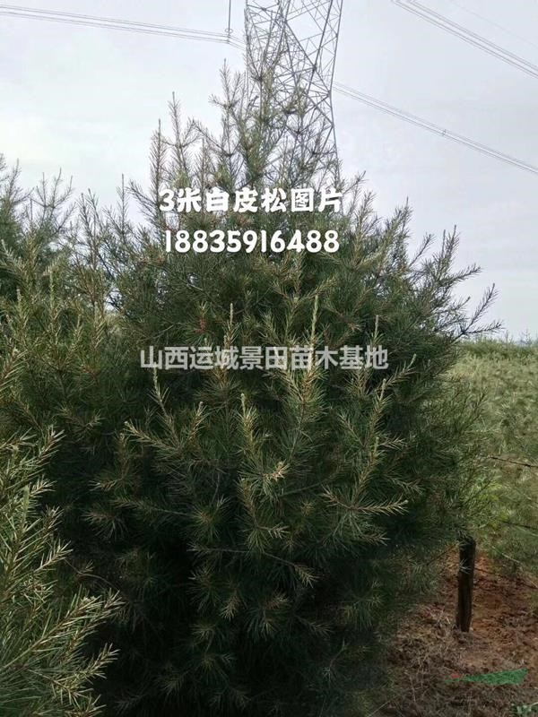 山西白皮松,3.4.5米白皮松價格,低價白皮松,絳縣白皮松