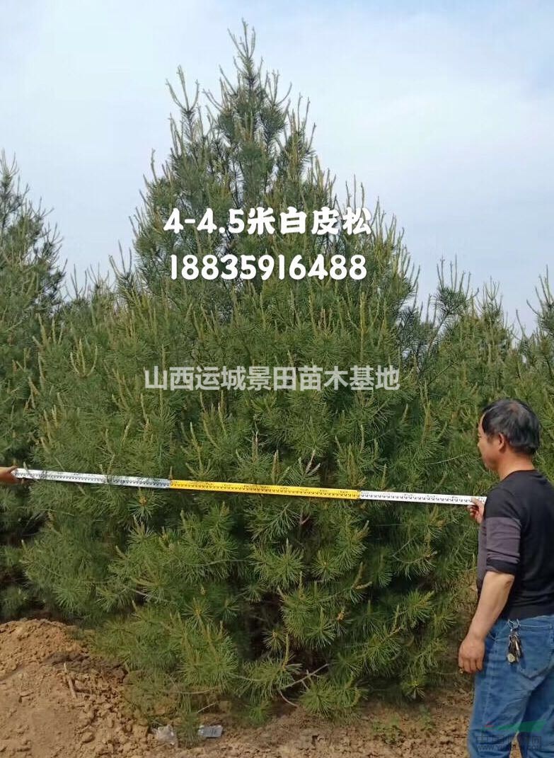 山西白皮松,3.4.5米白皮松價格,低價白皮松,絳縣白皮松