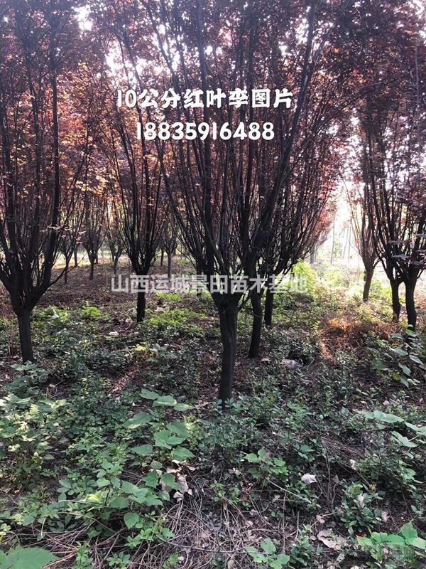 供應山西低分枝紅葉李、高分枝紅葉李、叢生紅葉李