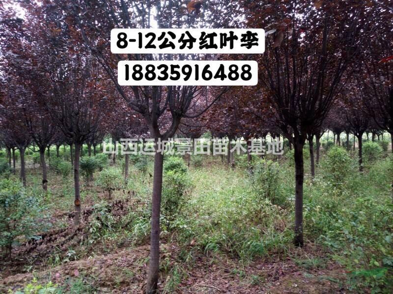 供應山西低分枝紅葉李、高分枝紅葉李、叢生紅葉李