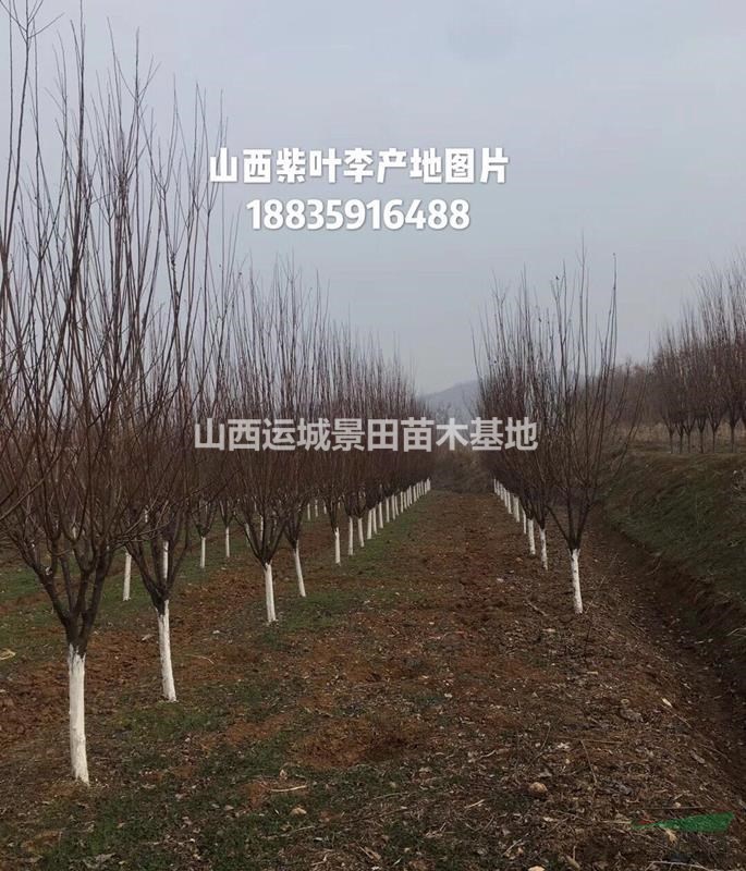 20-40公分低分枝紅葉李圖片·地徑8-10公分低分枝紅葉李