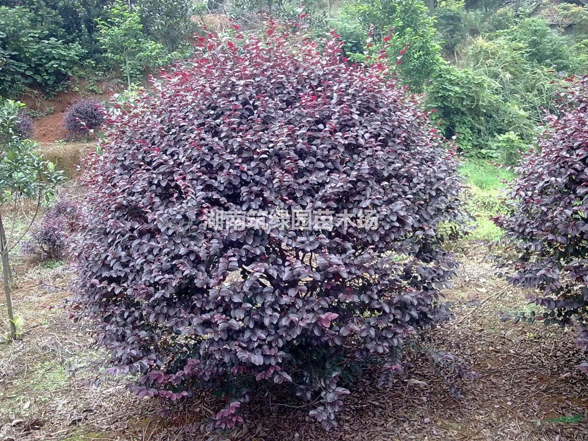 【大葉透骨紅紅花繼木】新大樹小苗價格，球形紅花繼木出售