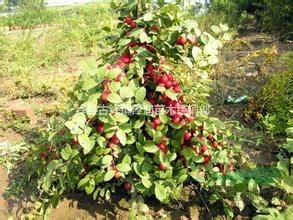 鈣果苗價(jià)格 1年生鈣果苗 50厘米鈣果苗 地徑0.3厘鈣果苗