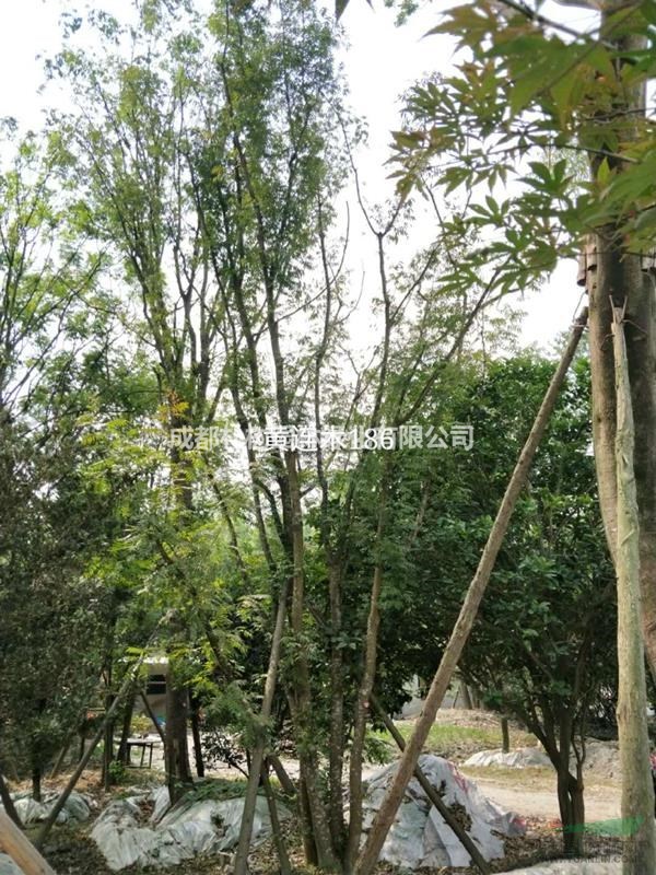 黃連木苗木價格 25-35厘米價格表查詢 黃連木價格是多少
