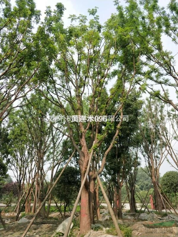 黃連木苗木價格 25-35厘米價格表查詢 黃連木價格是多少