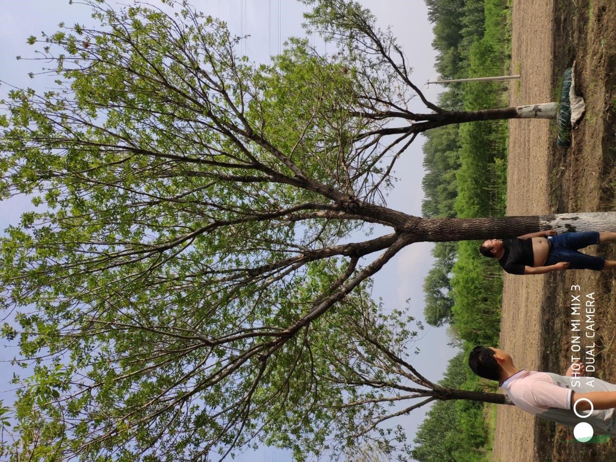 假植苗木 白蜡 国槐 海棠 五角枫 蒙古栎 花灌木