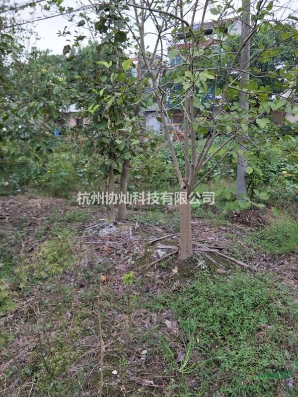 供应6-28公分二乔玉兰与红玉兰紫玉兰出售