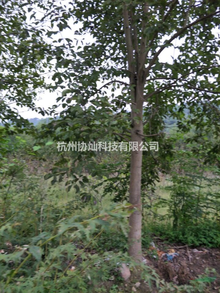 供应6-28公分二乔玉兰与红玉兰紫玉兰出售