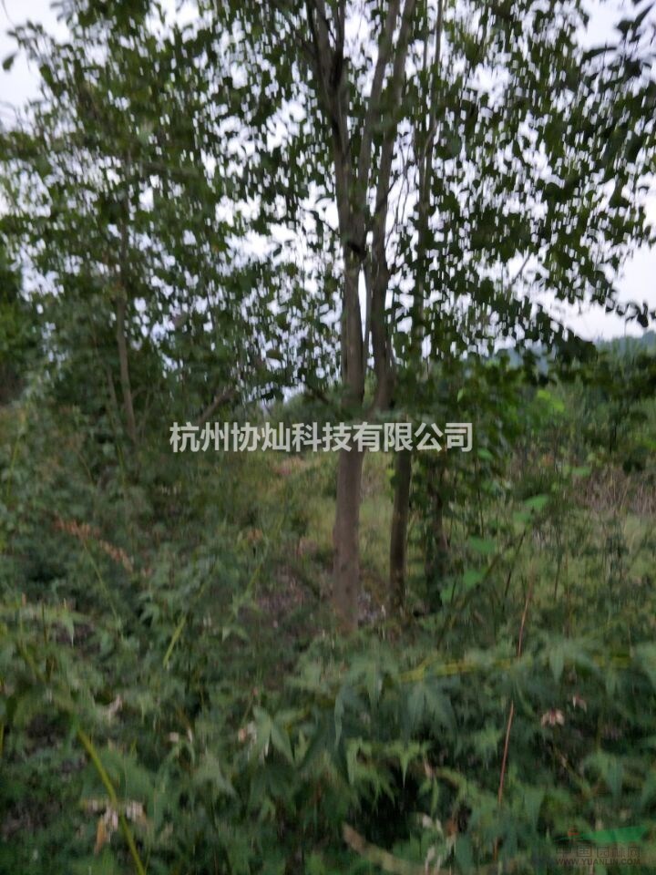 供应6-28公分二乔玉兰与红玉兰紫玉兰出售