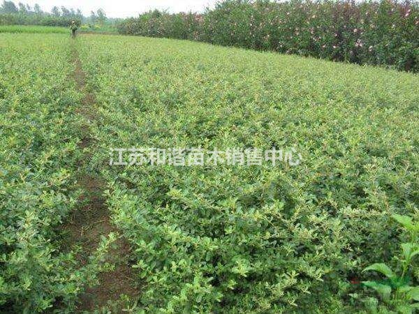 40公分火棘小苗價(jià)格,高度40公分火棘小苗批發(fā)報(bào)價(jià)