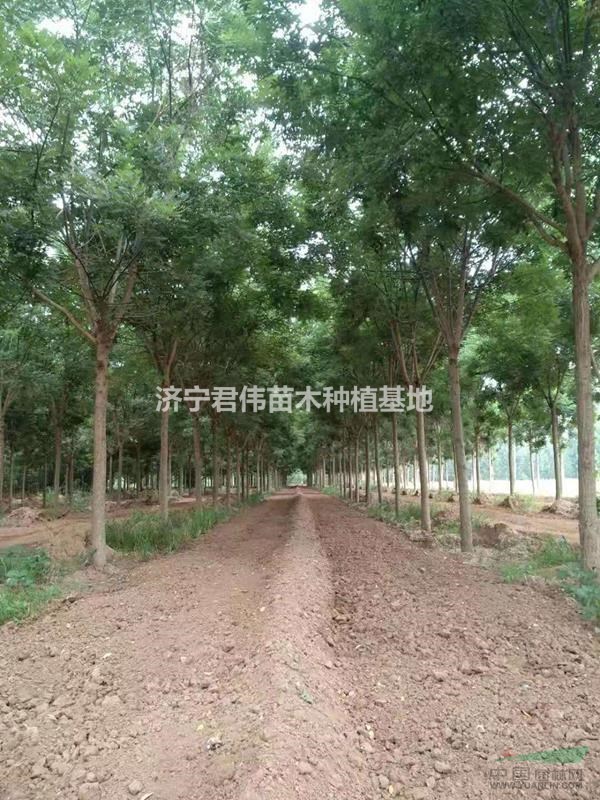 國槐、速生國槐 10--15公分國槐